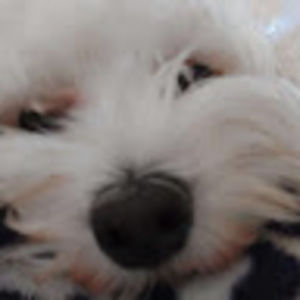 Meet your Posher, Brie